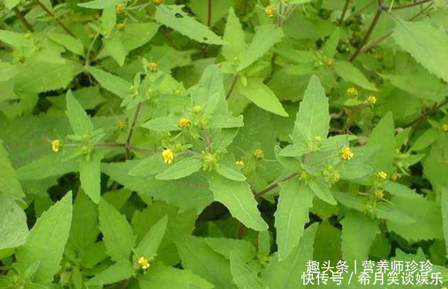 坐骨神经痛|这草全身是宝，可惜大家都当杂草，晒干泡水好处多，别不知价值