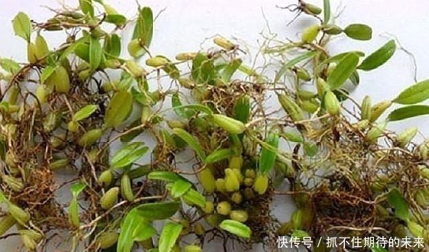 树干|农村一种野草，“喜欢”长在树干上，晒干后每斤40元左右