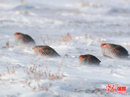 托里|新疆托里：好呆萌！灰山鹑雪地埋头觅食