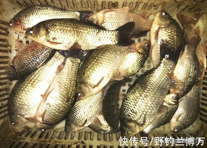 教钓友做饵料，“碾压”市面上的商品饵，从此钓鱼不再难