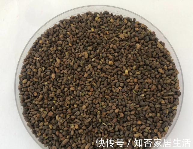 当梨树遇上二月兰，你会爱上谁？绿肥兼观赏，看二月兰怎么种梨园