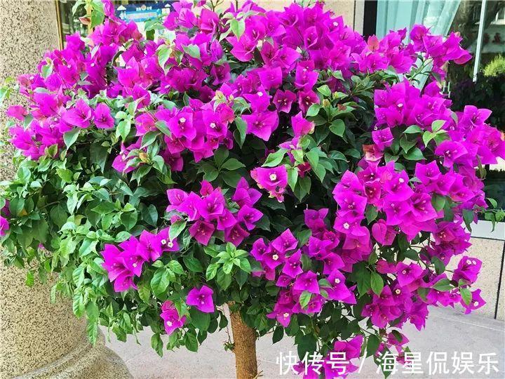 天后|10个养花的坏习惯,赶紧改,不然真是浪费钱!