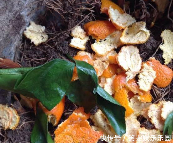 养花技巧:醋、橘子皮、小苏打用来养花,好处多!