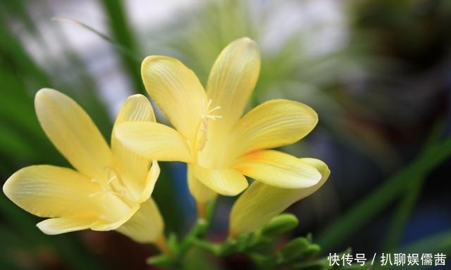 技巧|夏天养兰也有小技巧 学会了 花开满阳台