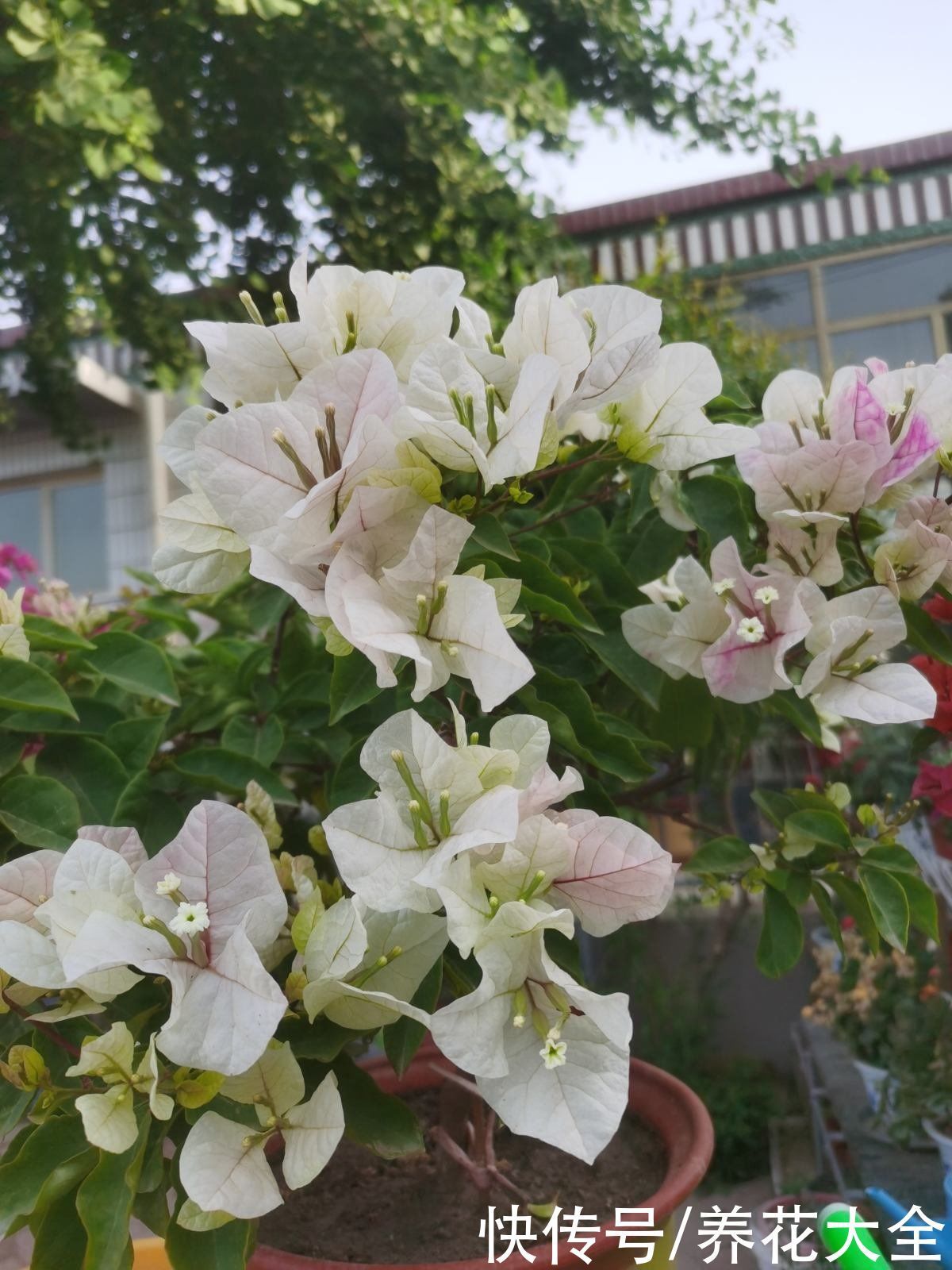 养花不要贪多,只选一个最好的品种,在家就能养成花海