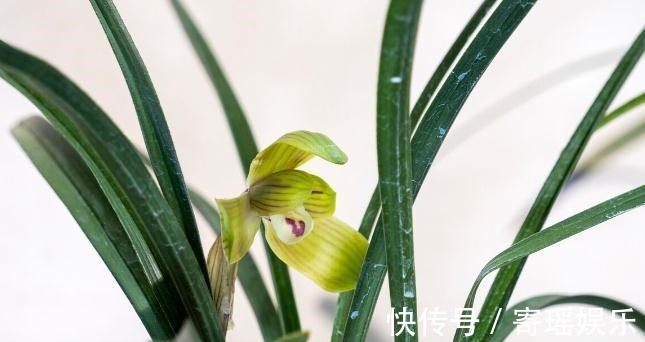 喜欢养兰花,3件事抓紧做,再不做就有些晚了