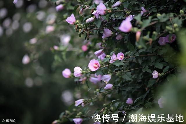 农村庭院常见“疟子花”，花朵鲜食美味爽滑，4大功效在这里