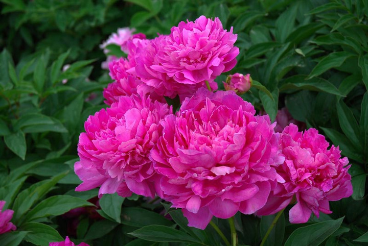 喜欢在家中养护花卉，就养护花期长，花色妖娆的3种花卉，漂亮