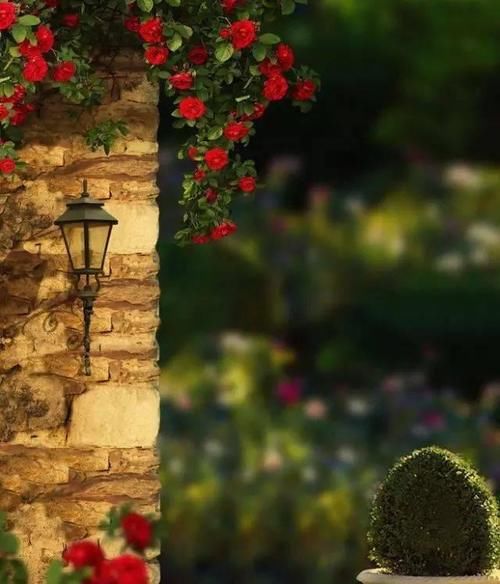 春天种上爬藤植物，夏天花儿爬满墙！