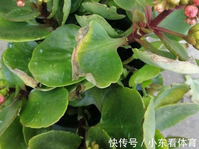 叶子|10种花要控水,天热反而不能浇,一浇水就死