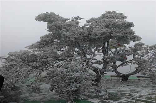 房前|朔风欲雪，绽放在曲靖、六盘水房前屋后的冰花，惊艳到你了吗？