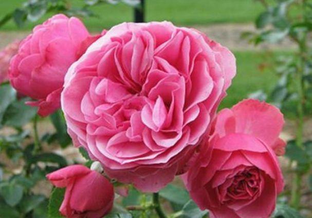 此款花卉便宜又好养,四季繁花似锦,姿色艳丽