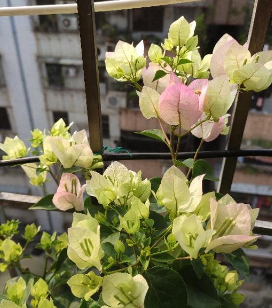 一树多色的三角梅,你养了吗