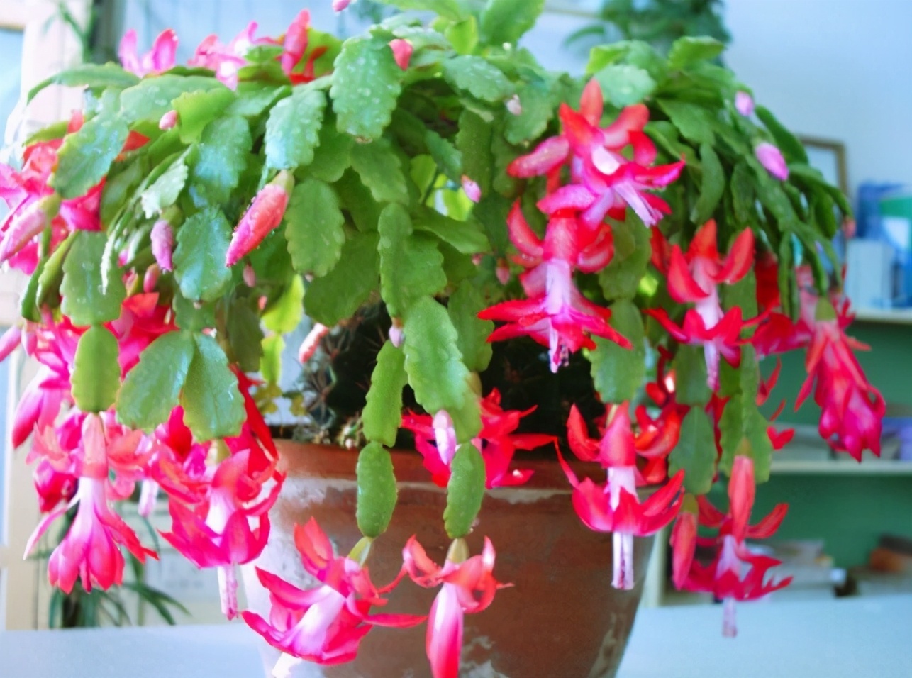 4种花被称为“夏必死”,没有大棚环境,新手春季最好不要买