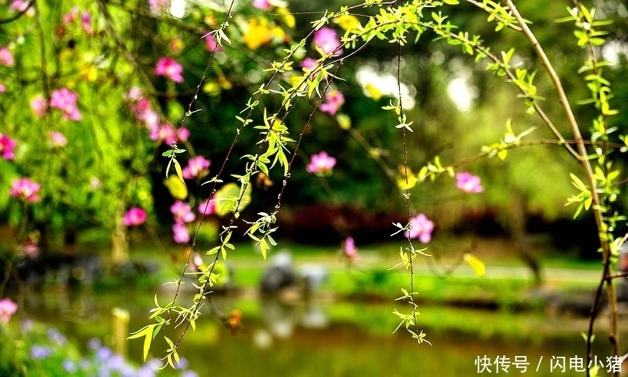 无花|千古名诗70首,诗中有画,再现了几千年来《清明》的风土人情