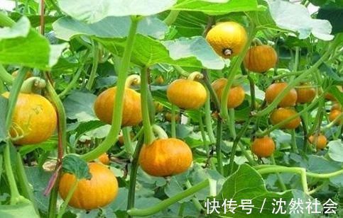 美容养颜|对身体最好的3种食物,值得天天吃一些,延缓衰老,美容养颜!