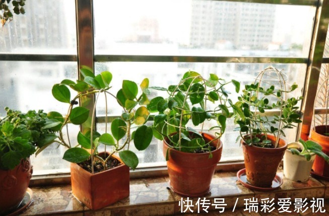 家庭|家庭盆栽花草,摆放、搭配方面该注意什么?有什么讲究?