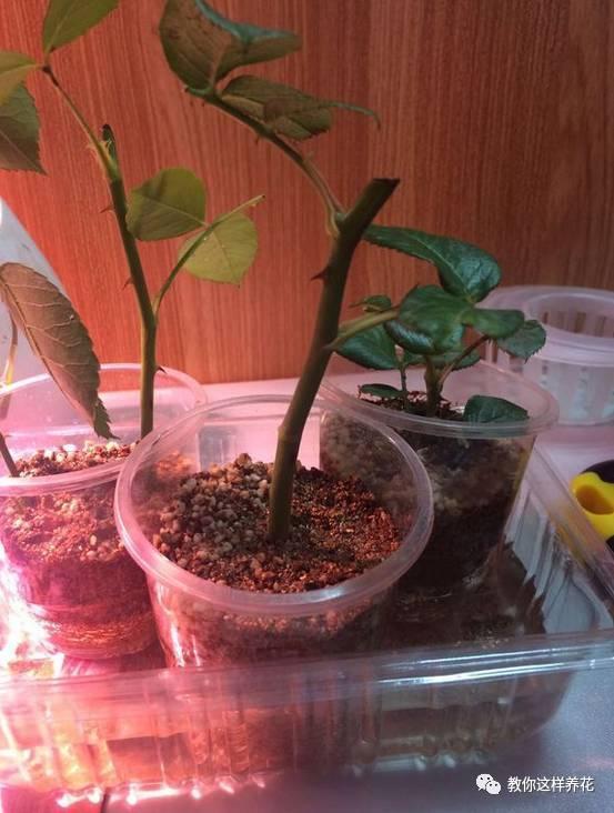 养花技巧学会这种扦插法,插什么活什么,太简单了!