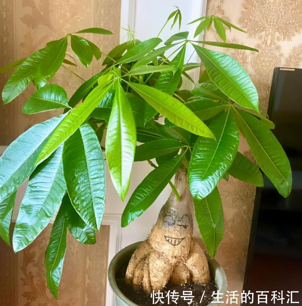 烂根|10种花怕“积水”，养不好，90%是浇水太多，别忽视