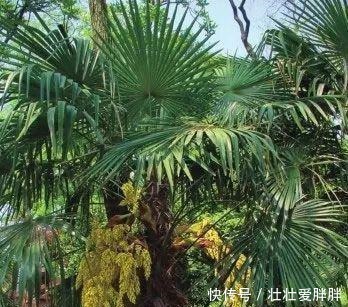 老茎生花,花儿竟不开在枝条上,此乃热带雨林特有的植物现象!