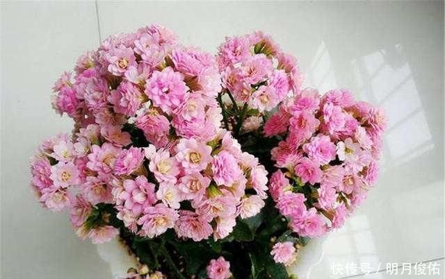 3种“小东西”混一混,是养花“万能土”,比营养土好用“10倍”