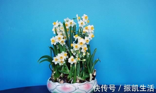 塑料瓶|将吃剩下的果皮，简单一处理养花，让植物越长越旺