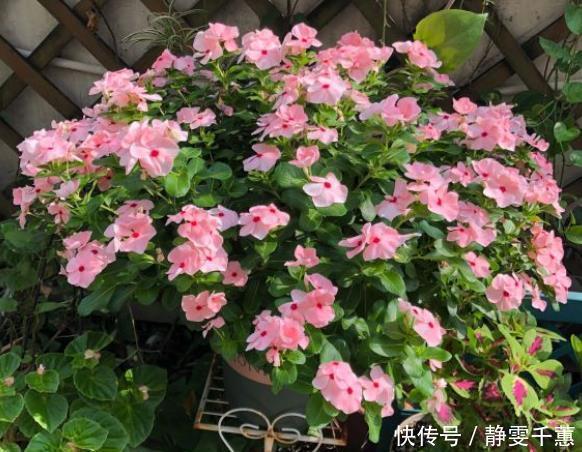 蓝雪花|7种“省心花”，耐阴、耐旱，不招虫、生病少，还特爱开花