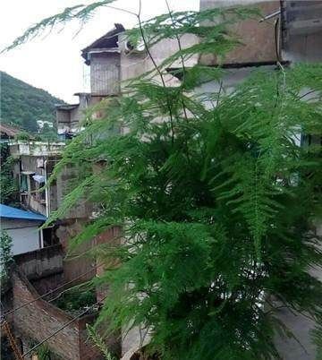 家里的文竹稀稀拉拉,真难看,用了这1东西,发疯的长,不黄叶