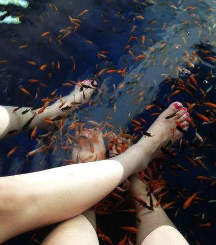 凶猛的食人鱼为何没独霸亚马逊河流 全靠这种水中高压电制约 快资讯 凶猛的食人鱼为何没独霸亚马逊河流 全靠这种水中高压电制约 快资讯