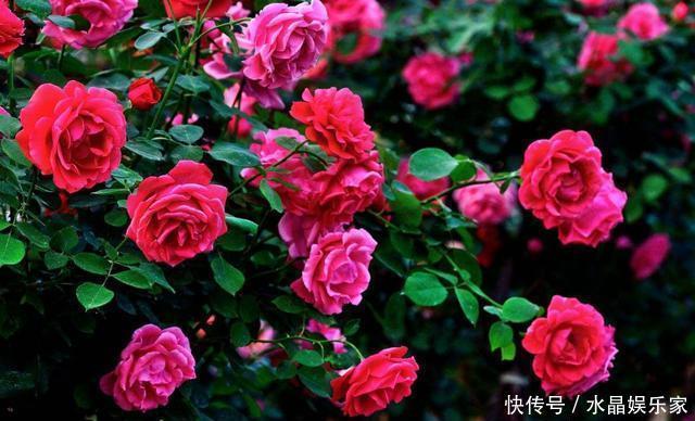 扦插|扦插月季只需做“2点”,生根快,易成活,长出新芽,直接开爆盆