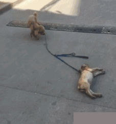 |搞笑GIF趣图:这是哪一集,我怎么没看过?