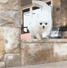 |搞笑动图:猫爪乱舞,别以为我好欺负!