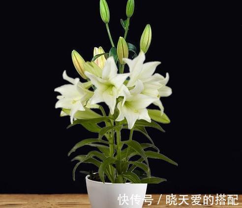 鳞茎|了解百合养好百合,室内花香阵阵,精神好