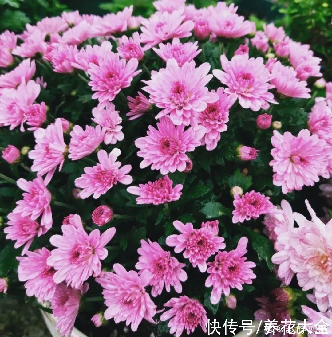 晒不死、热不死的花，越晒花越多，越热长越快