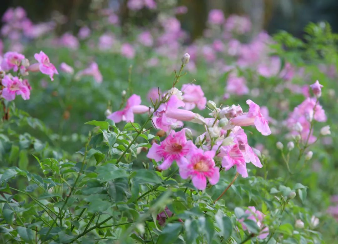 秋冬|皮肤瘙痒,秋冬加剧者,这个良方或能缓解,可从根源上解决难题