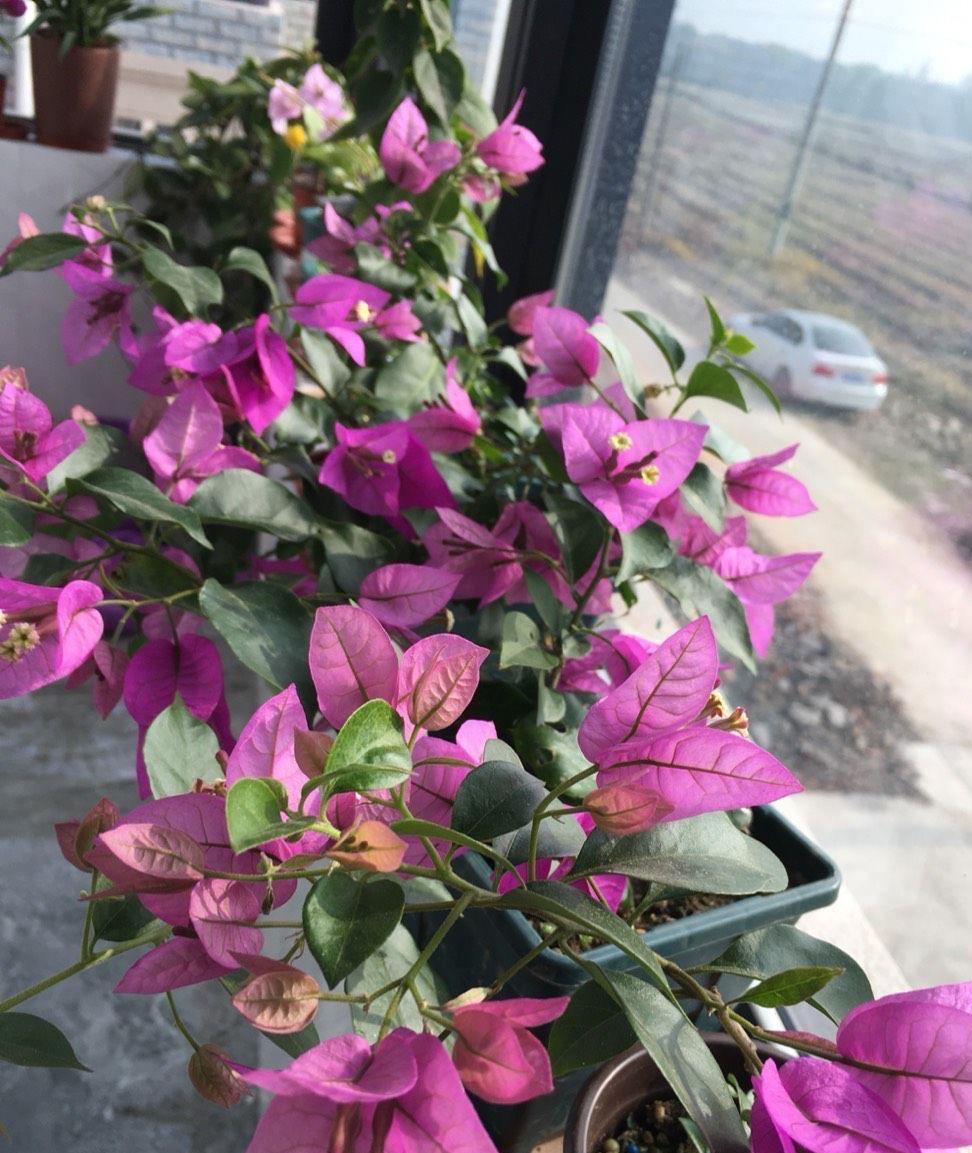 光照|又到了三角梅盛开的季节，做好3步，阳台也能养很好，照样爆花