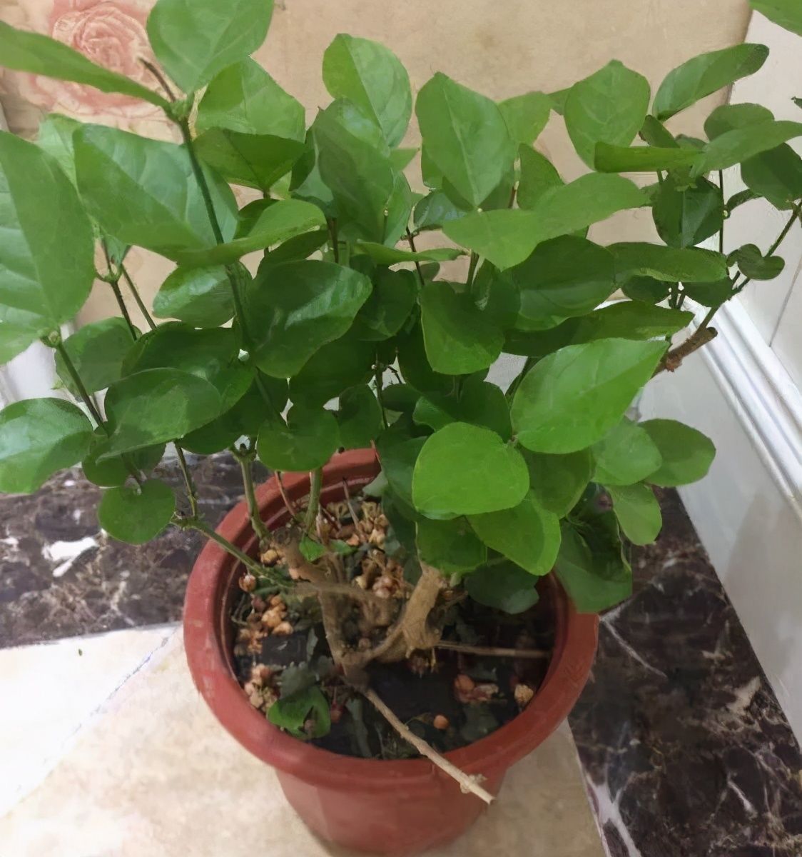 竹芋|11月，千万别买这种花，养不活惹一肚子气