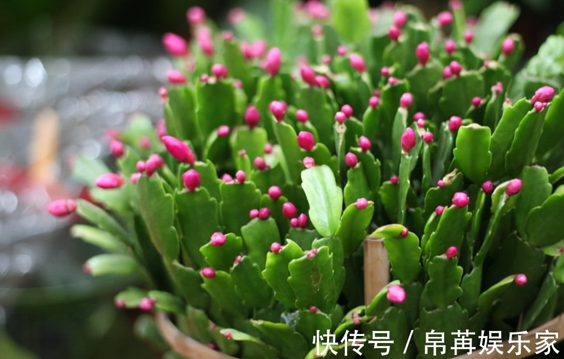 花草|给君子兰、蟹爪兰喝2种“免费饮料”,坚持2个月,就能花开爆盆