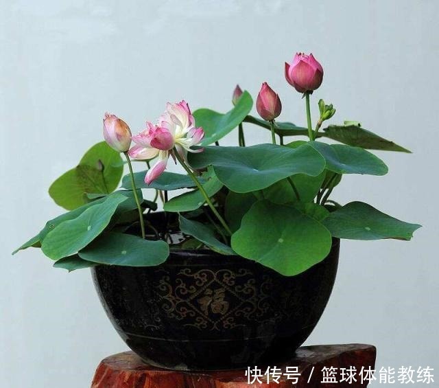 这四种花不怕水,越浇长得越旺,随心浇随便浇!