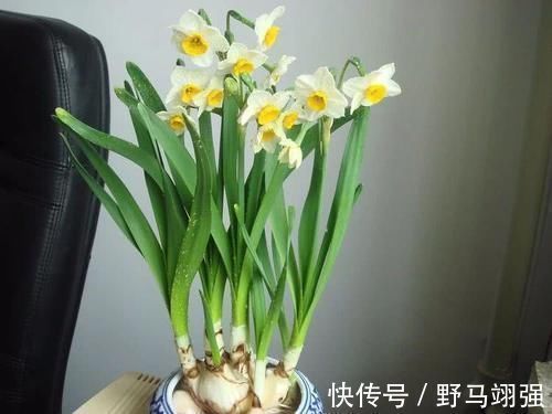 养护|室内养什么植物“风水”好?此6种盆栽,人养花,花亦养人