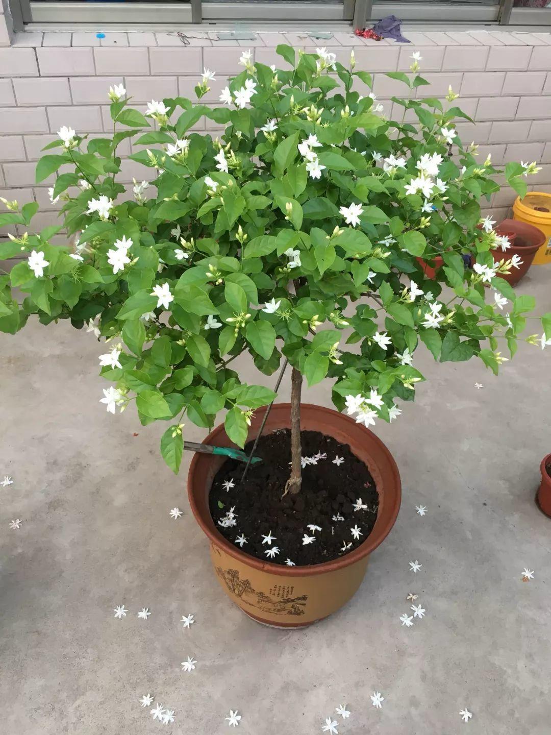 茉莉狠心剪几刀，呼呼窜成3层塔，开花满树香味足