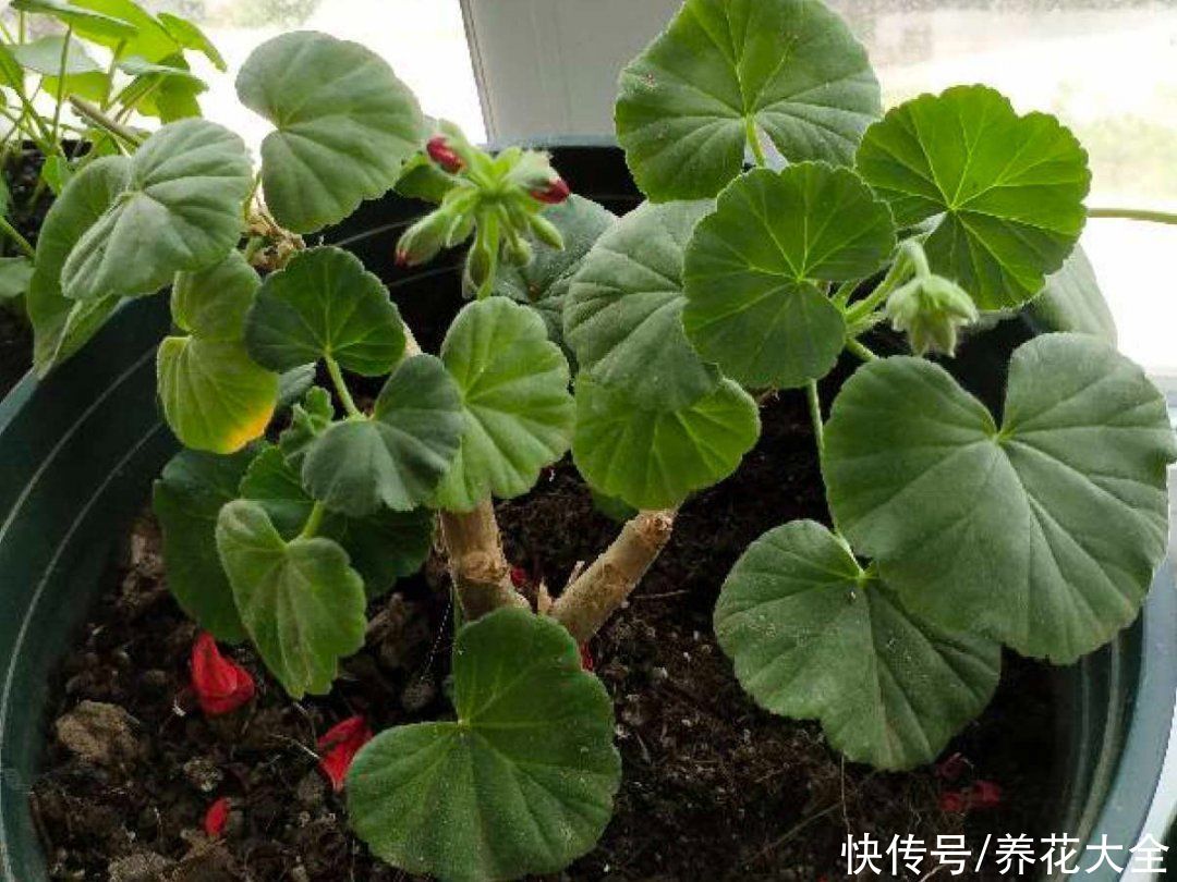 蟹爪兰|立秋后，7种花要“苏醒”，可以放手养了