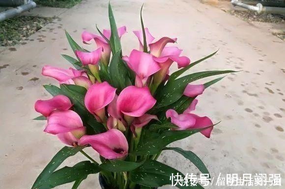 伞竹|4种花“嗜水如命”,一刻也不能断水,缺了就蔫,看看你家有吗!