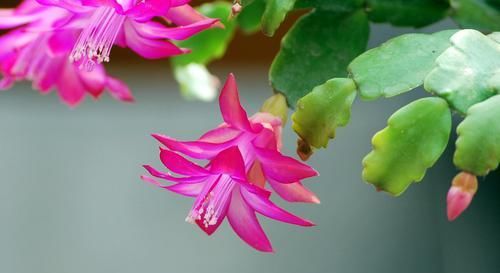  叶片|蟹爪兰叶子发蔫，如此做，轻松长满盆！