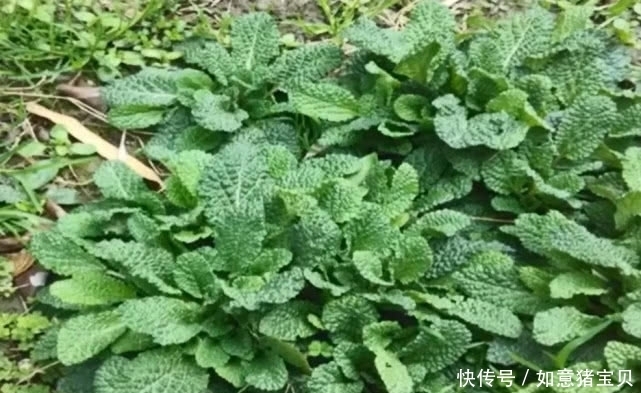 农民|这种野草其貌不扬,农民看到就随手拔掉,殊不知它还是名贵中药材