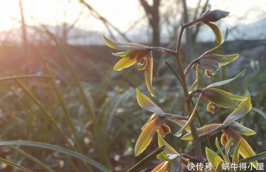 兰花什么时候种植？记住一句话：金4银10就不难了