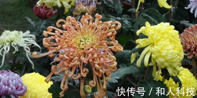 喜欢菊花,不如养盆“珍品名菊”金龙腾飞,似蛟龙飞舞,飘逸洒脱