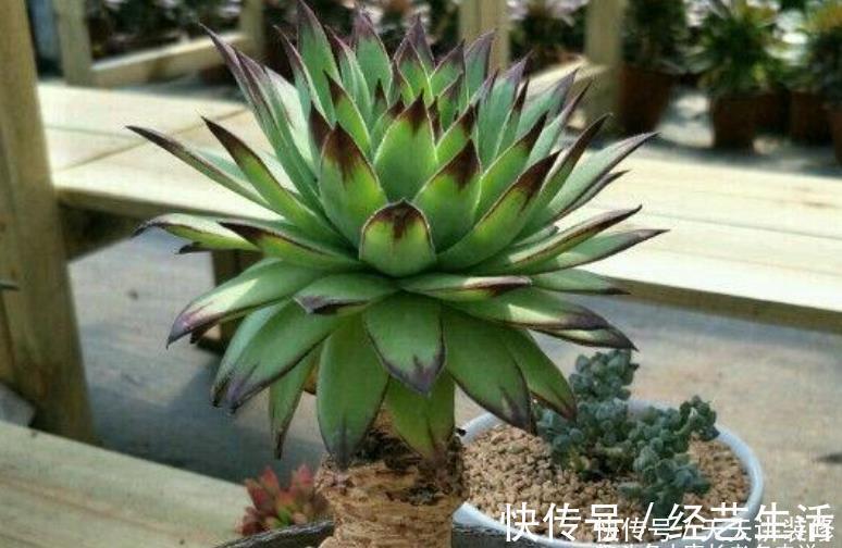 观音莲|养多肉我一般不建议施肥,但这种多肉适当地施肥却可以养得更好