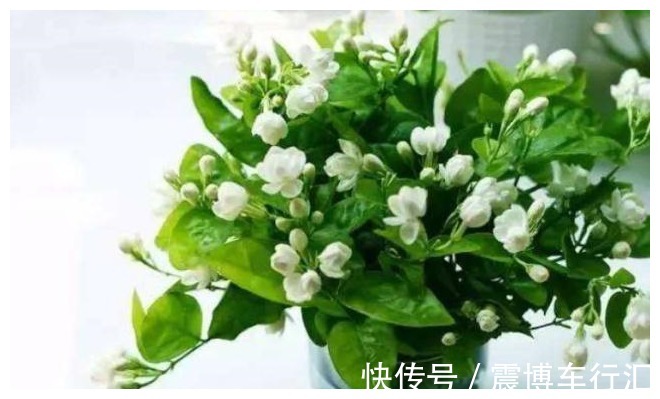 幽门螺杆菌|胃不好的人,白开水里加1物,幽门螺杆菌不来扰,口臭或许也好了