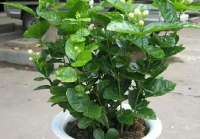 花期|茉莉花的修剪工作分成3个阶段,掌握好修剪技巧,花开满枝头